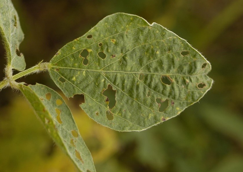 Figure 2. Symptoms of bean leaf beetle feeding on a soybean leaf.  Note the round damage within the leaf characteristic of this pest.